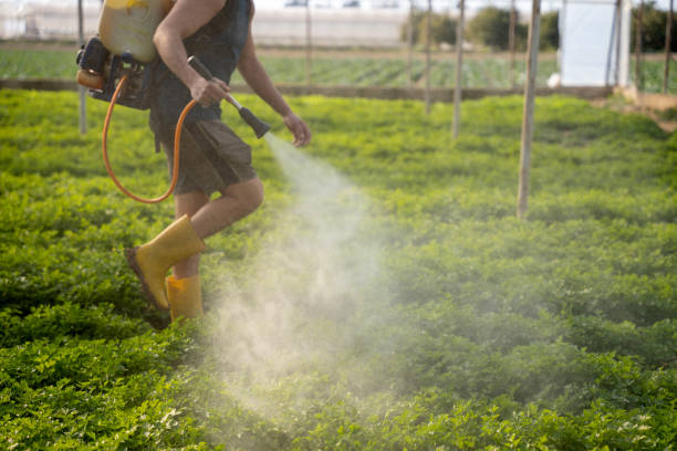 Best Wasp Removal Services  in Cody, WY