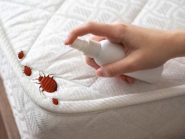 Best Spider Control Near Me  in Cody, WY