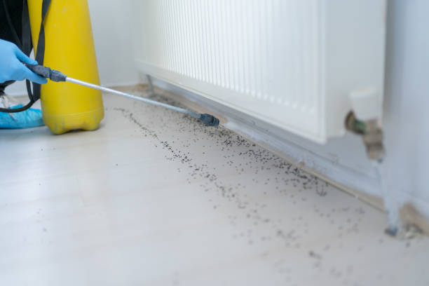 Best Termite Control Services  in Cody, WY